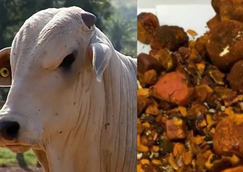 Furto de pedra de fel de boi avaliada em R$ 1 milhão ocorre em frigorífico em Rondônia Furto de pedra de fel de boi avaliada em R$ 1 milhão ocorre em frigorífico em Rondônia