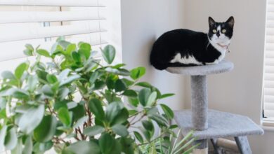 Porque Plantas Mudam Positivamente o Clima da Casa