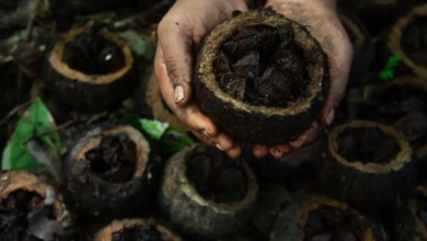 Povos indígenas de Rondônia comercializam castanha com pagamento por serviços ambientais na safra 2025/2026