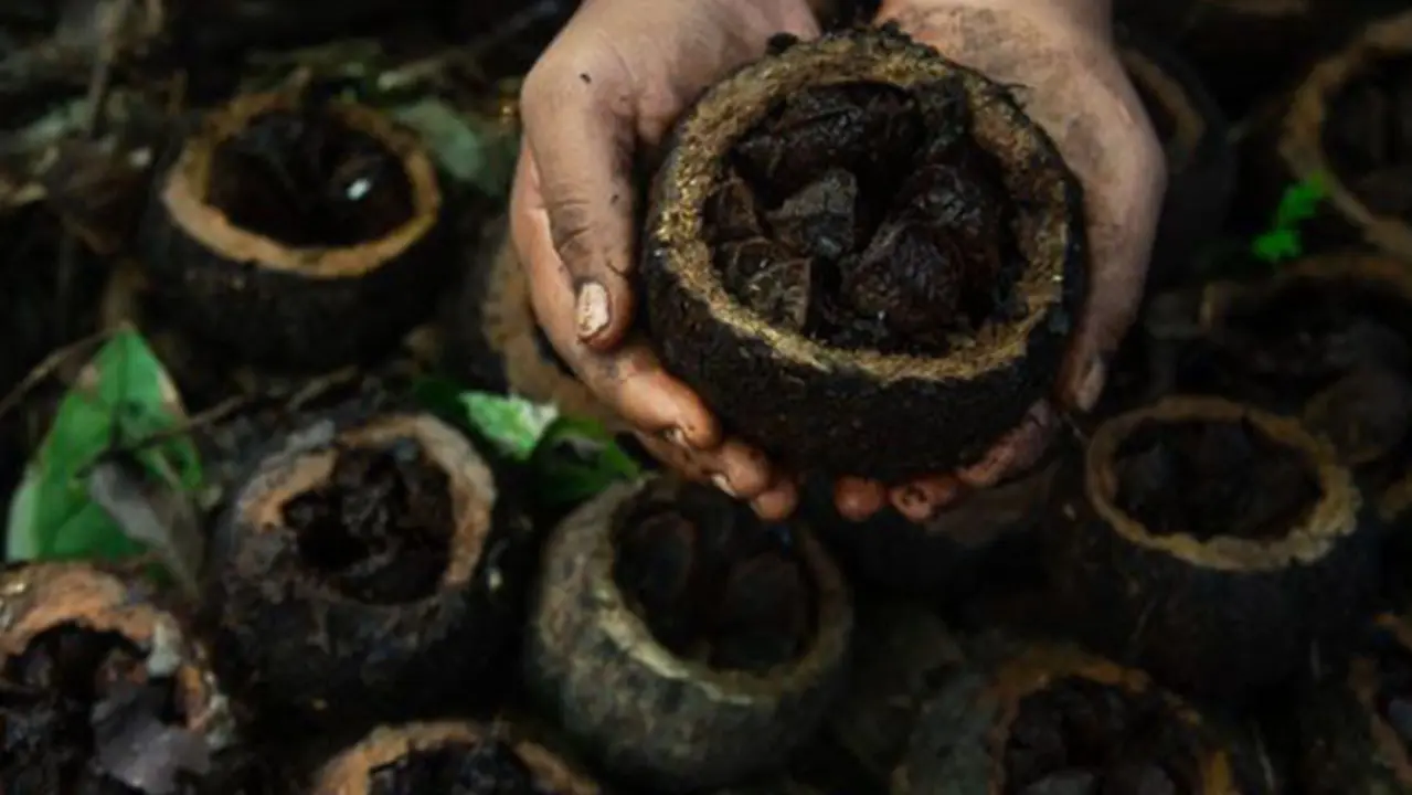 Povos indígenas de Rondônia comercializam castanha com pagamento por serviços ambientais na safra 2025/2026