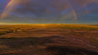 Deserto do Atacama floresce em cores vibrantes após chuvas históricas de El Niño
