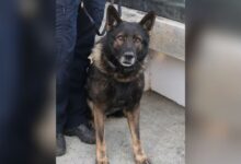 Cão policial Kylo morre baleado no último dia de trabalho durante operação em Portland