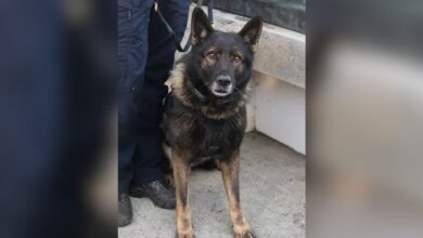 Cão policial Kylo morre baleado no último dia de trabalho durante operação em Portland
