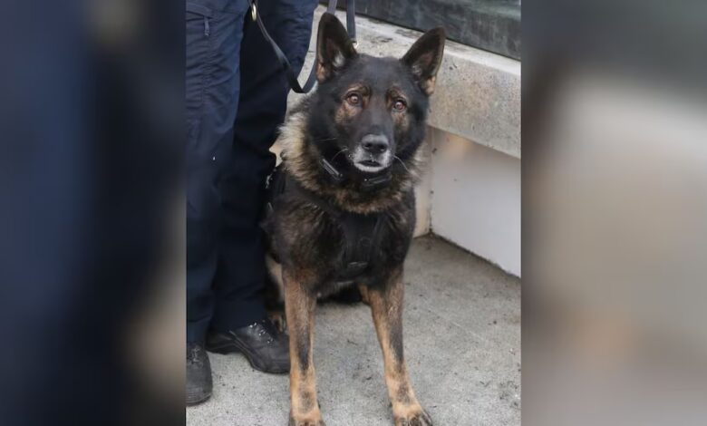 Cão policial Kylo morre baleado no último dia de trabalho durante operação em Portland