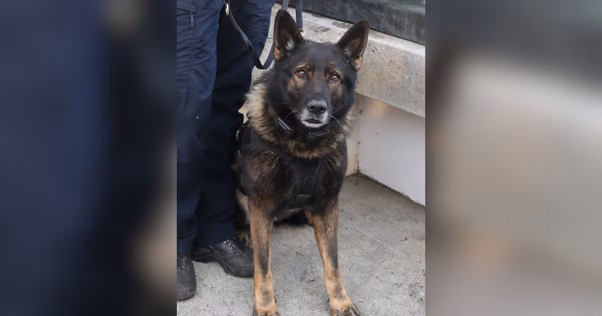 Cão policial Kylo morre baleado no último dia de trabalho durante operação em Portland