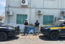 PRF e PCRO apreendem 182,3 kg de skunk e prendem homem em Nova Brasilândia d’Oeste