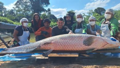 Pirarucu de 2,46 metros é capturado em manejo na Reserva do Rio Cautario, em Costa Marques