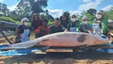 Costa Marques registra maior pirarucu da história em reserva estadual com 2,46 metros e 137,90 kg