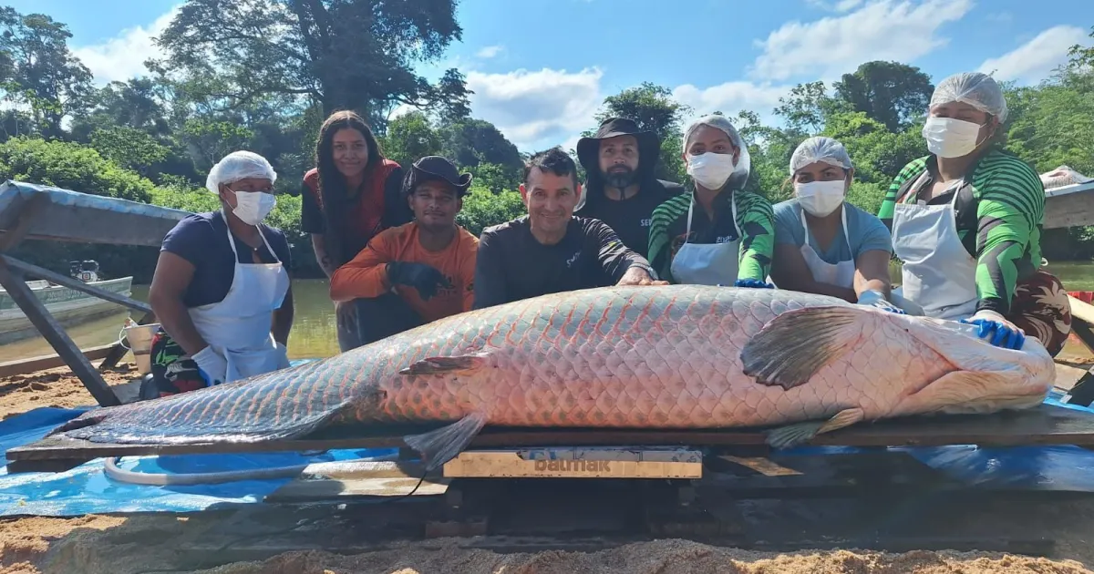 Pirarucu de 2,46 metros é capturado em manejo na Reserva do Rio Cautario, em Costa Marques
