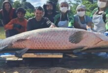 Pirarucu gigante de 2,46 metros é capturado no Rio Cautário, Rondônia, e alerta para invasão ecológica