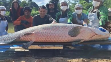 Pirarucu gigante de 2,46 metros é capturado no Rio Cautário, Rondônia, e alerta para invasão ecológica