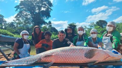 Pirarucu de 2,46 metros é capturado em Costa Marques e se torna o maior da conservação em RO