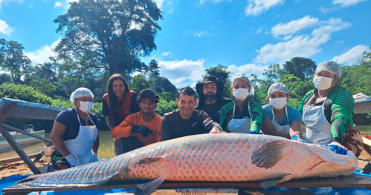 Pirarucu de 2,46 metros é capturado em Costa Marques e se torna o maior da conservação em RO