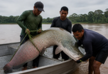 Pirarucu de 2,46 metros é capturado na Reserva Extrativista do Rio Cautário em Costa Marques