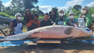 Pirarucu de 2,46 metros é capturado na Reserva Extrativista do Rio Cautário em Costa Marques