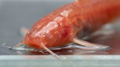 Peixe-dragão é descoberto em poço de Rio Pardo e caracteriza-se por adaptação à escuridão