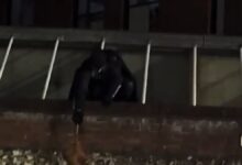 Homem vestido de Batman recupera bolsa furtada e inspira muitos nas redes sociais