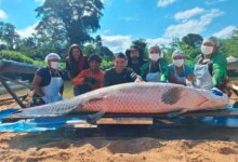 Pirarucu de 2,46 metros é capturado na Reserva Rio Cautário, em Costa Marques, RO