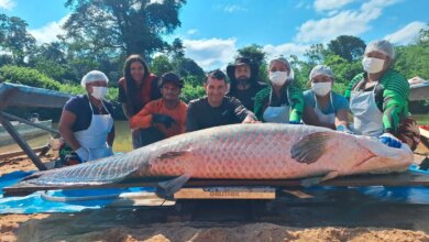 Pirarucu de 2,46 metros é capturado na Reserva Rio Cautário, em Costa Marques, RO
