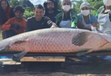 Pirarucu de 2,46 metros é capturado na Reserva Extrativista de Costa Marques, Rondônia