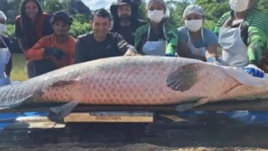 Pirarucu de 2,46 metros é capturado na Reserva Extrativista de Costa Marques, Rondônia