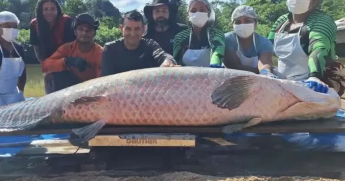 Pirarucu de 2,46 metros é capturado na Reserva Extrativista de Costa Marques, Rondônia