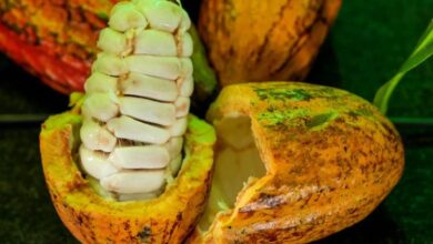 Rondônia tem seis finalistas no VIII Concurso Nacional de Cacau Especial 2023