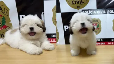 Polícia Civil reencontra filhote de Shih-tzu desaparecido e reúne com tutora em SP