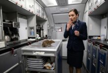 Rato clandestino surpreende passageiros em voo da WestJet rumo à Jamaica