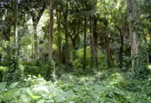 Resultados preliminares do concurso da Fundação Florestal são divulgados com 70 vagas disponíveis