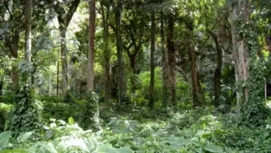 Resultados preliminares do concurso da Fundação Florestal são divulgados com 70 vagas disponíveis