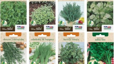 Descubra o Kit de 8 Sementes Naturais para Horta: Temperos Essenciais para Seu Jardim