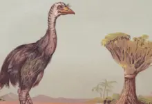 Peter Jackson adquire ovo raríssimo de moa e planeja trazer ave extinta de volta