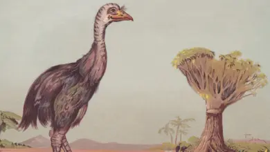 Peter Jackson adquire ovo raríssimo de moa e planeja trazer ave extinta de volta