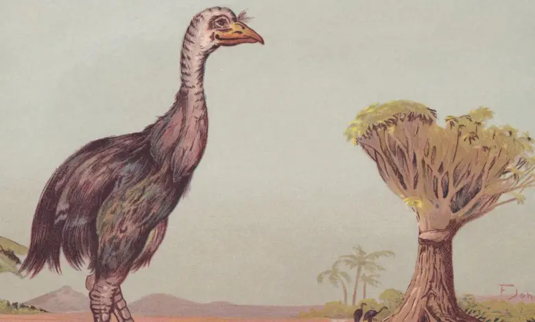Peter Jackson adquire ovo raríssimo de moa e planeja trazer ave extinta de volta
