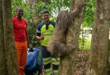 Preguiça resgatada ferida na BR-364 em Ji-Paraná é devolvida à natureza após recuperação