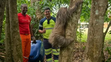 Preguiça resgatada ferida na BR-364 em Ji-Paraná é devolvida à natureza após recuperação