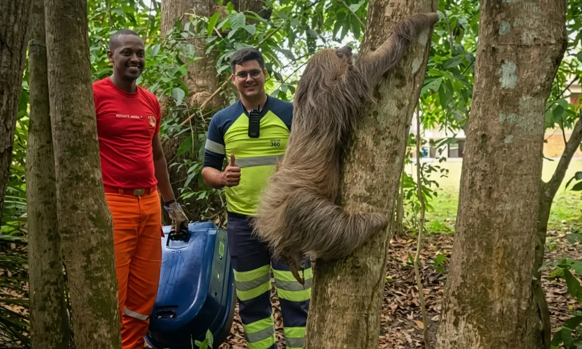 Preguiça resgatada ferida na BR-364 em Ji-Paraná é devolvida à natureza após recuperação