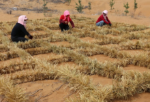 China enfrenta desafios áridos e transforma desertos em terras férteis com inovação sustentável