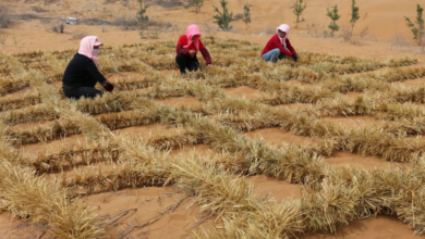 China enfrenta desafios áridos e transforma desertos em terras férteis com inovação sustentável