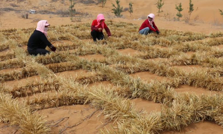 China enfrenta desafios áridos e transforma desertos em terras férteis com inovação sustentável