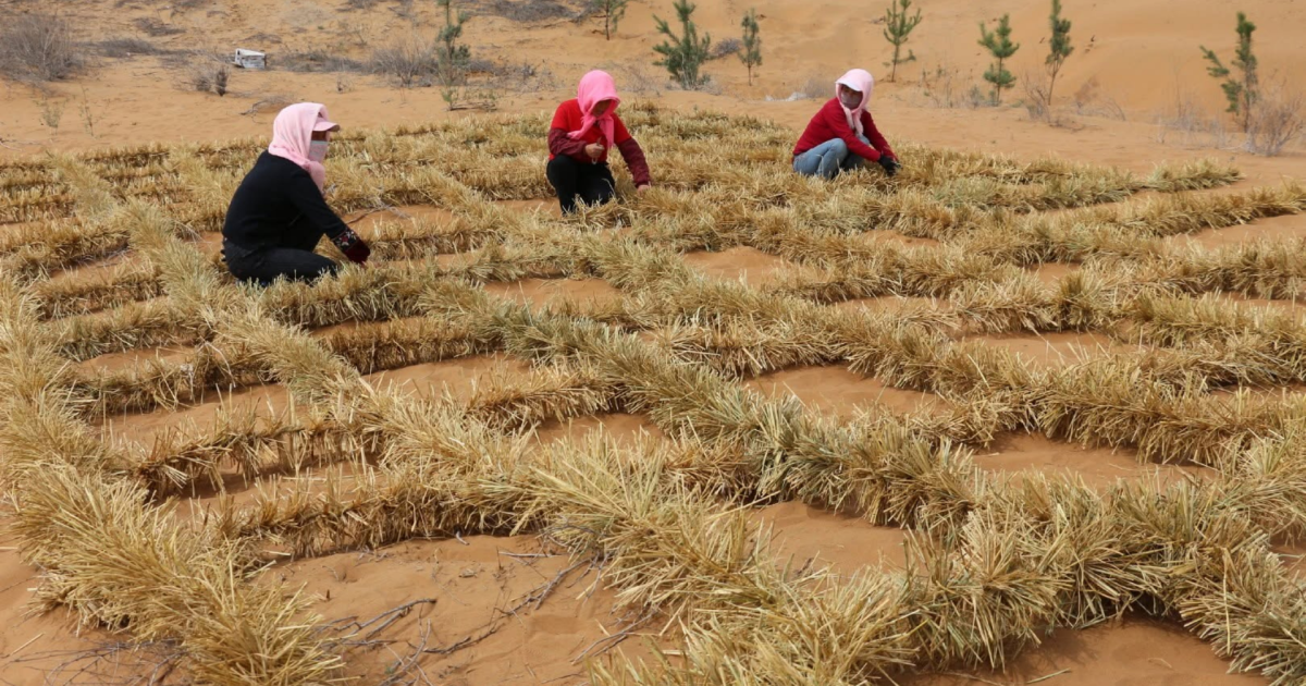 China enfrenta desafios áridos e transforma desertos em terras férteis com inovação sustentável