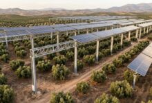 Painéis solares sobre oliveiras produzem 95% da energia em fábrica de azeite na Espanha