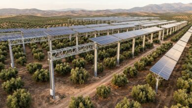 Painéis solares sobre oliveiras produzem 95% da energia em fábrica de azeite na Espanha