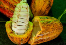 Seis produtores de Rondônia estão entre os finalistas do VIII Concurso Nacional de Cacau Especial
