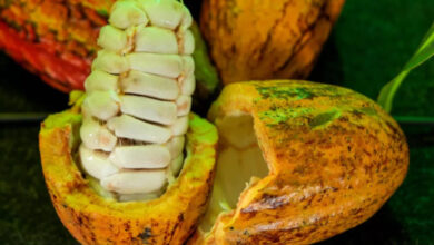 Seis produtores de Rondônia estão entre os finalistas do VIII Concurso Nacional de Cacau Especial