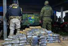 Polícia apreende 103,9 quilos de skunk em operação em Nova Mutum Paraná, Porto Velho