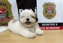 Filhote de Shih-tzu desaparecido por 10 dias é resgatado em Dracena pela polícia