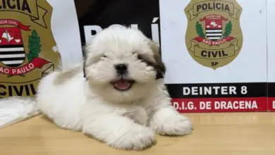 Filhote de Shih-tzu desaparecido por 10 dias é resgatado em Dracena pela polícia