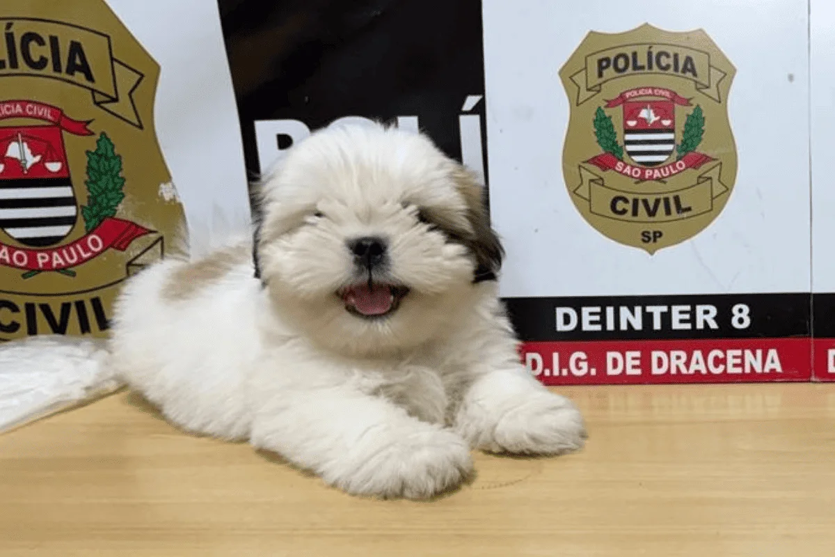 Filhote de Shih-tzu desaparecido por 10 dias é resgatado em Dracena pela polícia